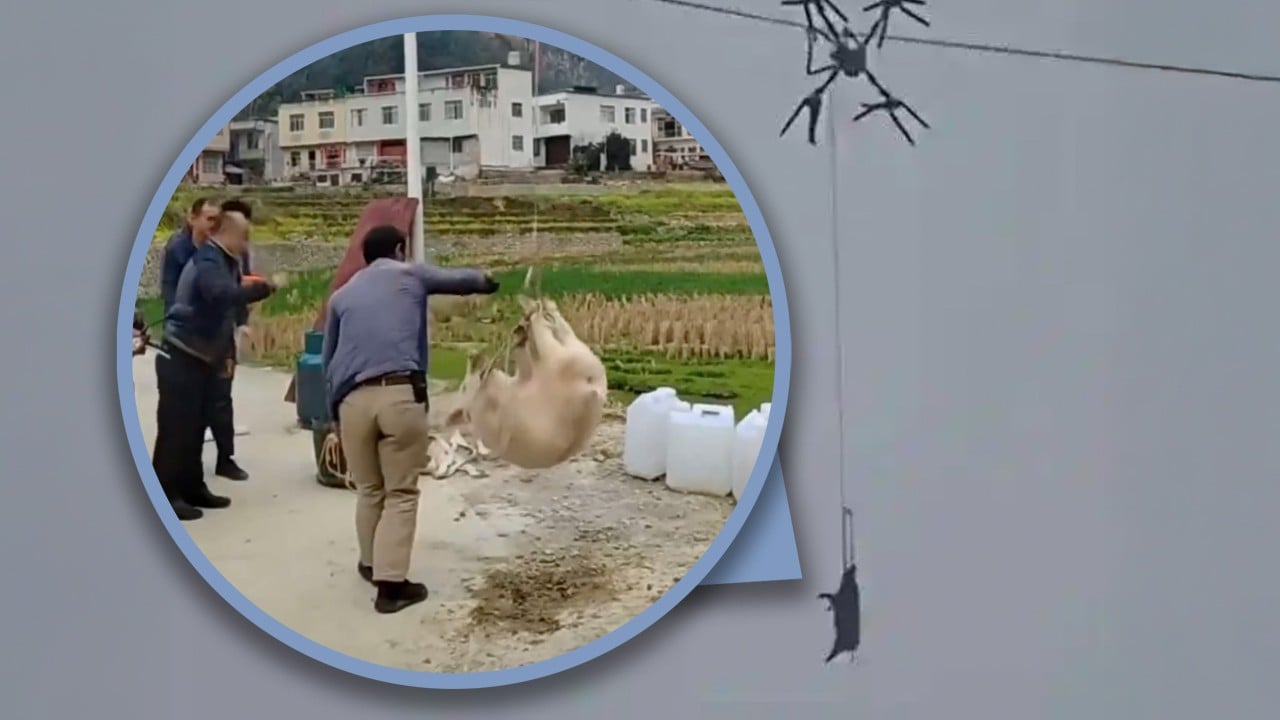 China farmer uses drone to transport pigs, causing power outage when cables get ensnared