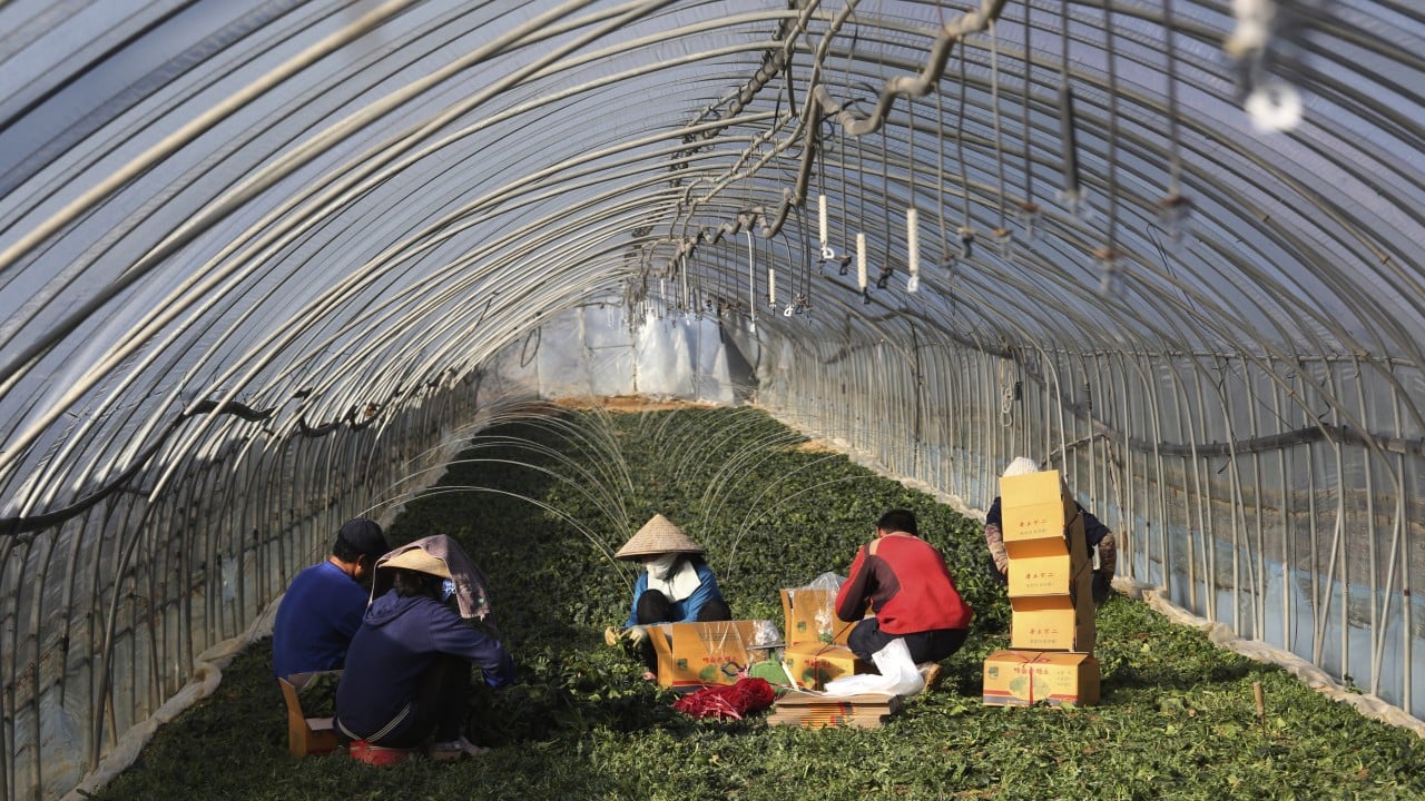 South Korea forced to act after Cambodian worker’s death in freezing greenhouse dorm