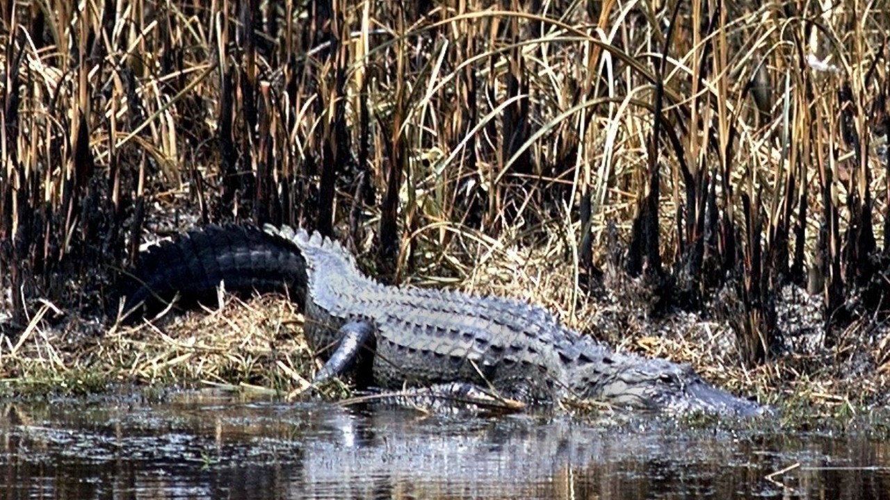 US man escapes execution for dumping girl, 5, to be killed by alligators