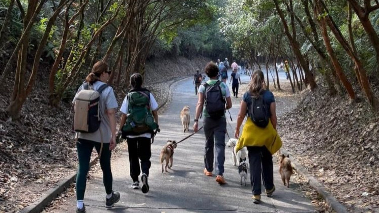 How walking in Hong Kong is helping with cancer recovery and mental health