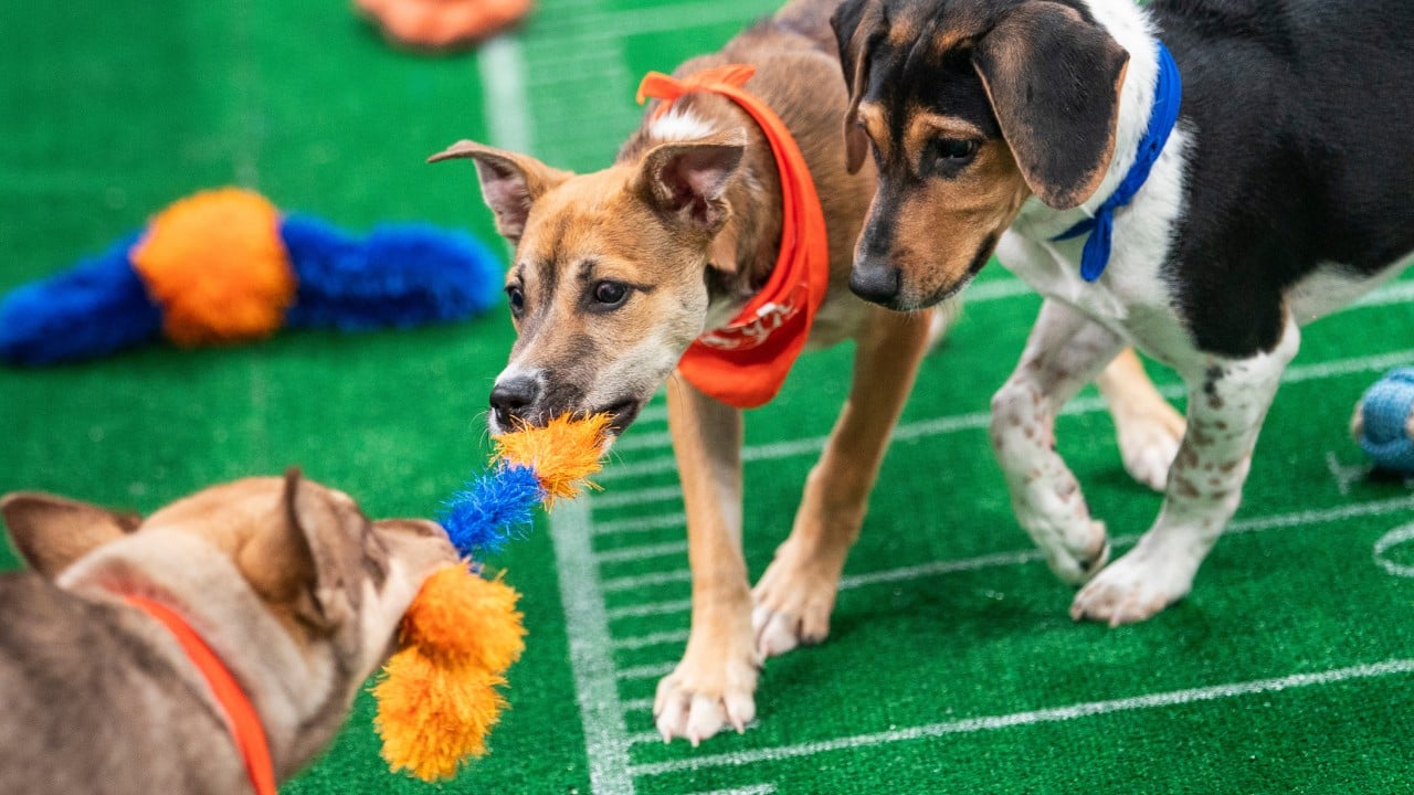Puppy Bowl XXII aims to help old dogs find new families too