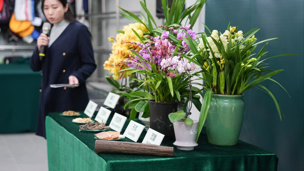 23 cases of smuggled orchids recorded as holiday demand swells in Hong Kong