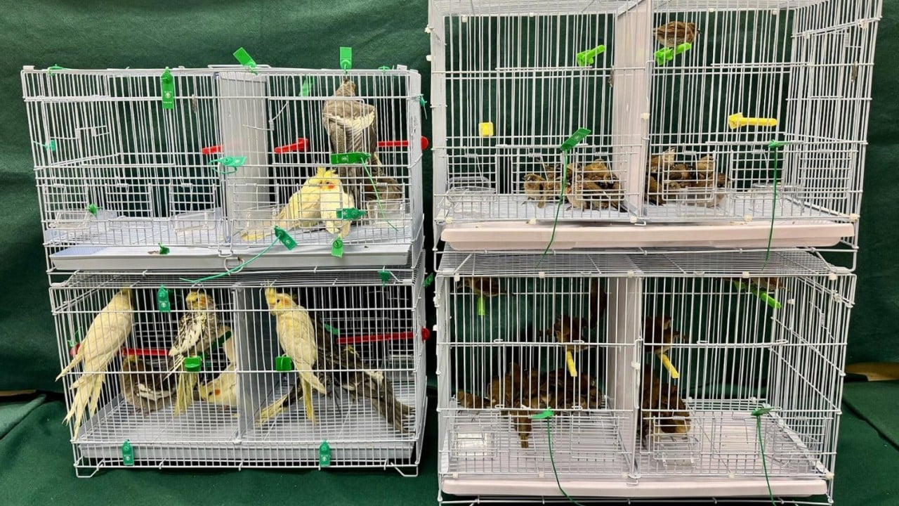 Woman arrested over illegally importing 112 birds worth HK$15,000