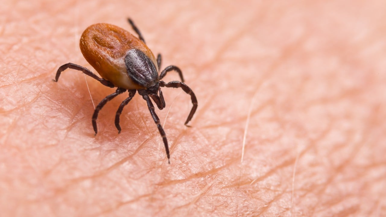 Can this ‘super antibody’ overpower SFTS, a deadly tick-borne disease?