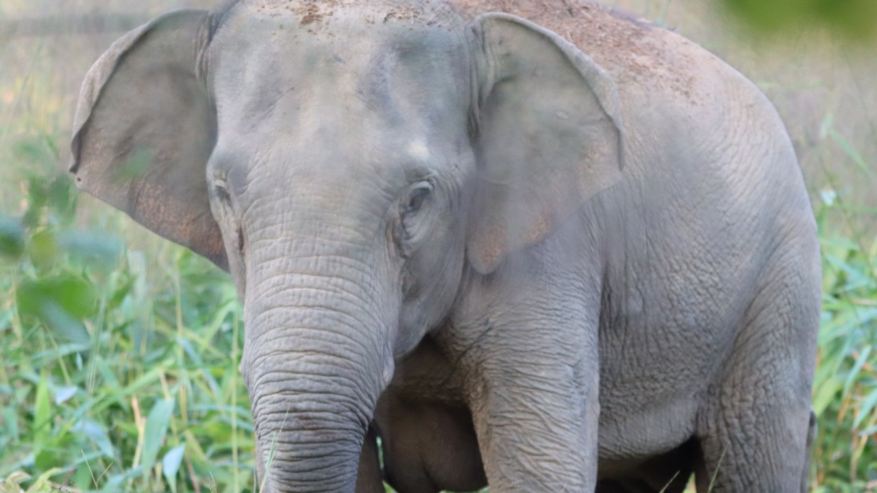 Thailand launches wild elephant birth control to stop deadly farm raids