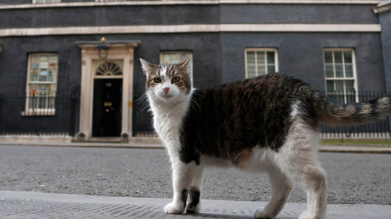 UK’s Larry the cat, 19, marks 15 years, 6 PMs, as chief mouser