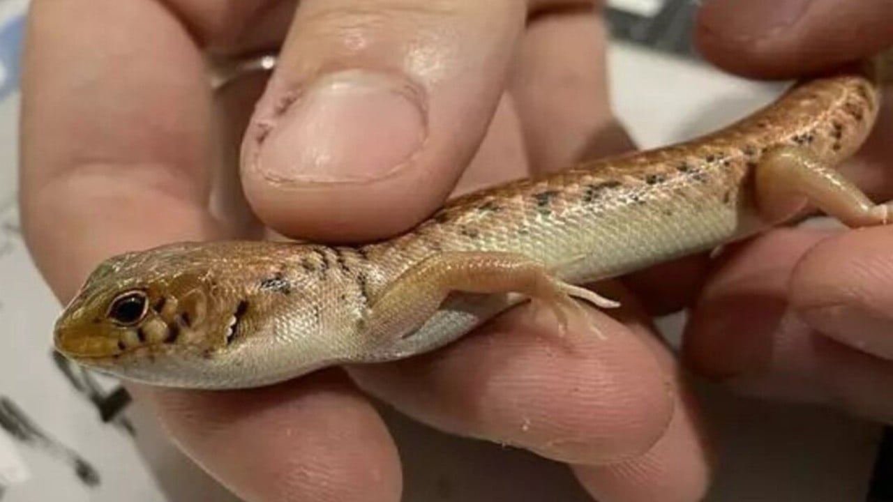 Australian smuggler jailed record 8 years for mailing lizards in popcorn bags