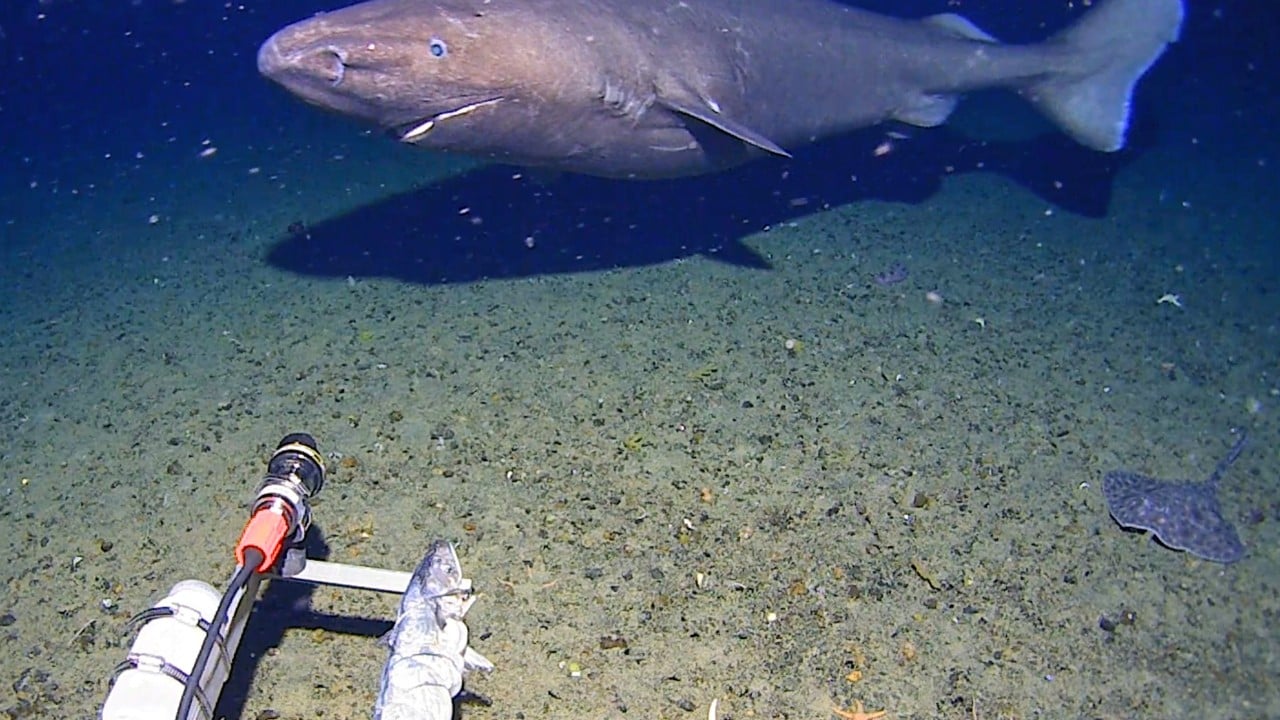 First-ever Antarctic sleeper shark footage reveals a giant ‘hunk’ in icy depths