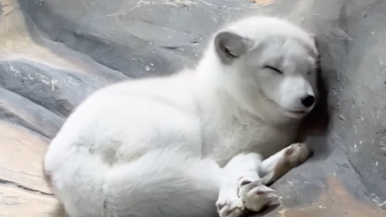 Hong Kong Ocean Park’s last 2 arctic foxes die, den temporarily closed