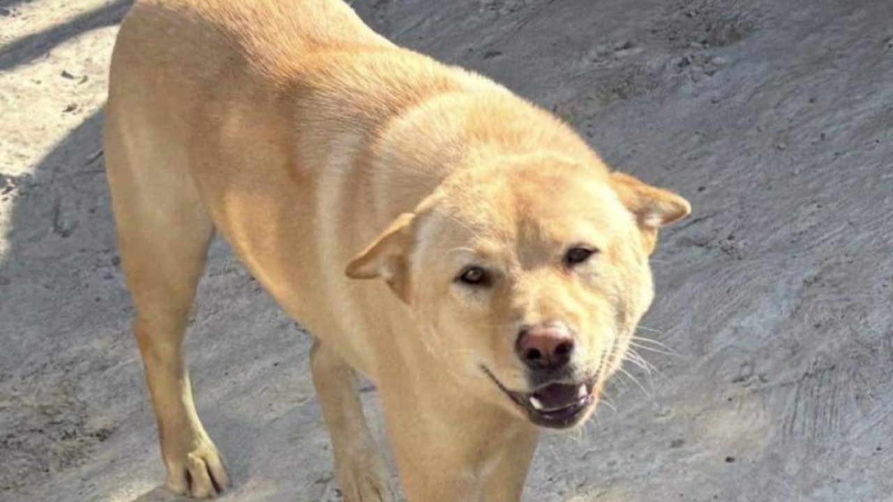 5 dogs found poisoned to death in Hong Kong’s New Territories in single week