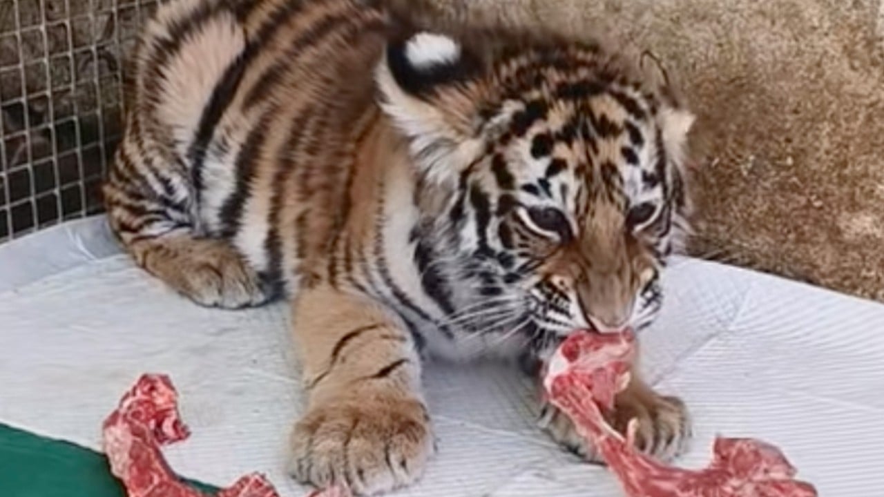 China zoo uses old videos of dead tiger cub to seek donations, sparks apology calls