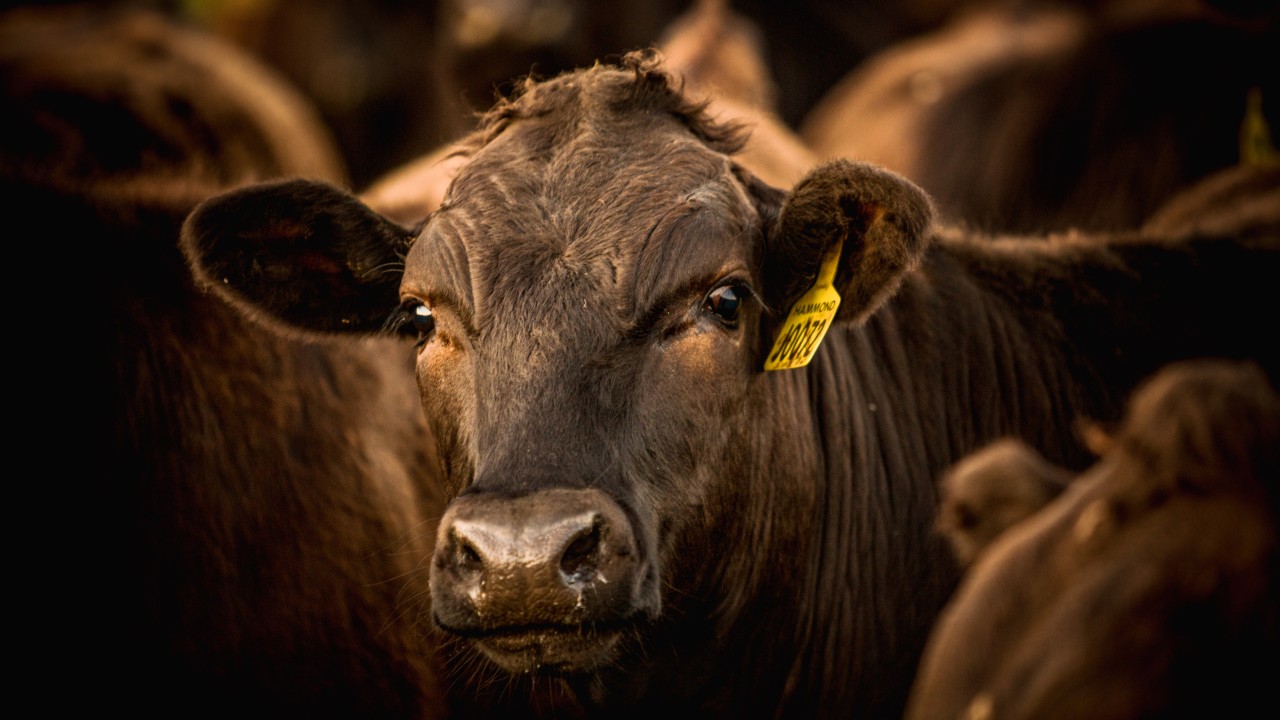 Do cattle fed with Cadbury chocolate make for tastier Wagyu? Chefs weigh in