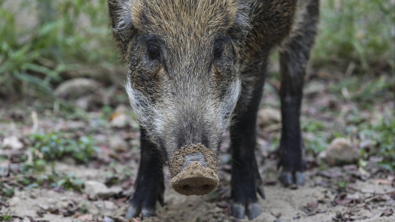 4 injured in Hong Kong after wild boar wanders into residential area