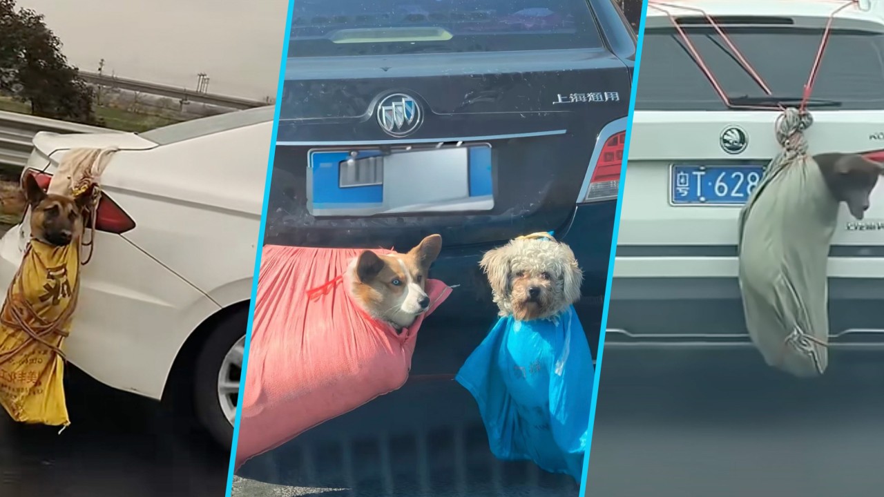 Dozens of pet corpses found on China highway, likely caused by unsafe transport by owners