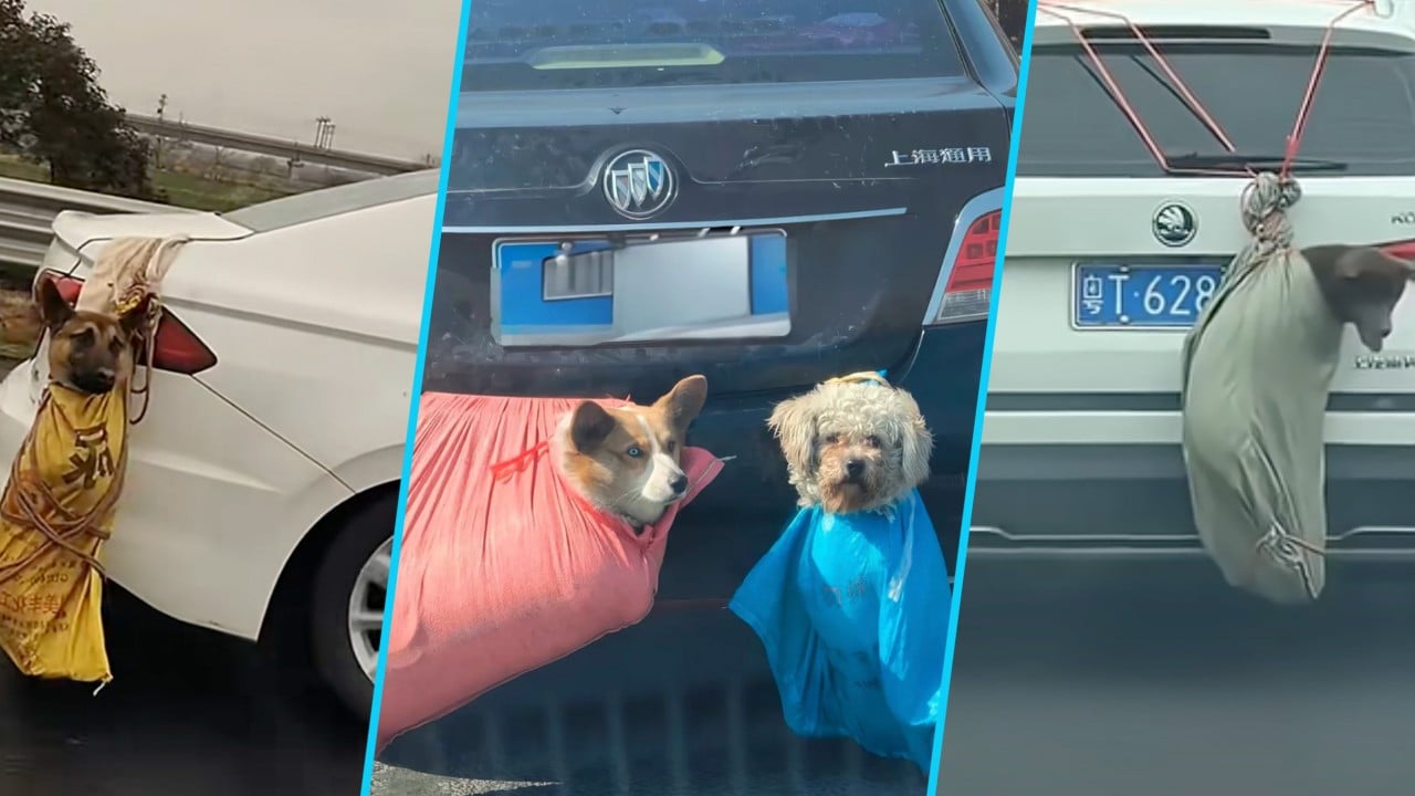 Dozens of pet corpses found on China highway, likely caused by unsafe transport by owners