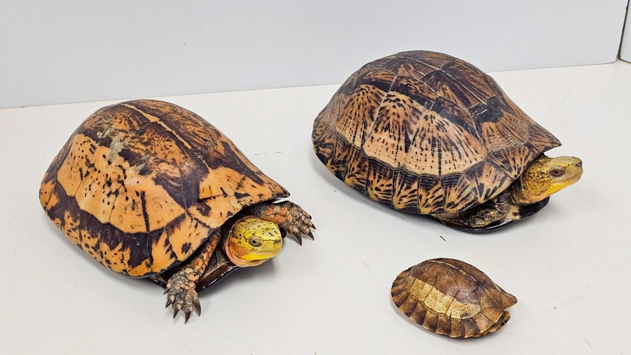 Man arrested after 14 endangered reptiles found in Kwai Chung industrial site