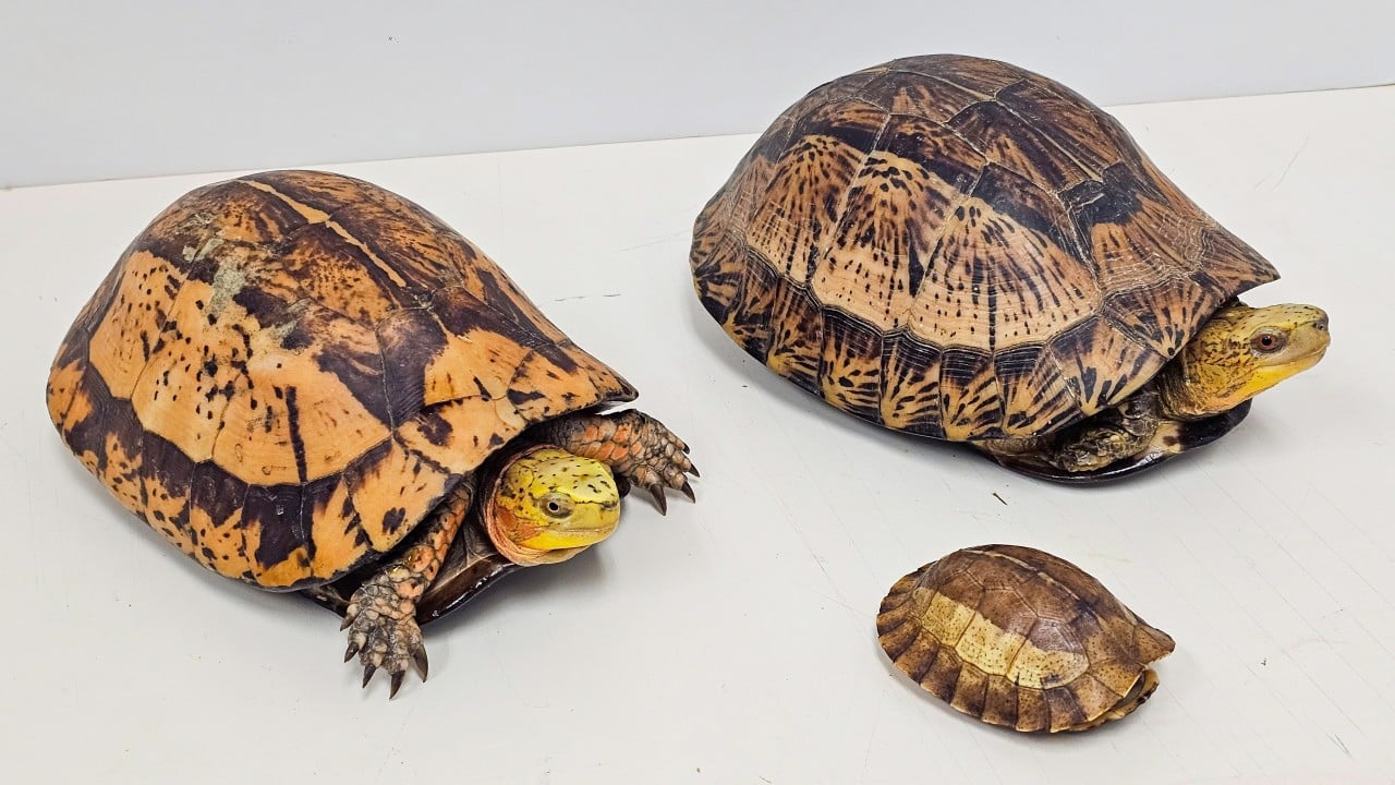 Man arrested after 14 endangered reptiles found in Kwai Chung industrial site