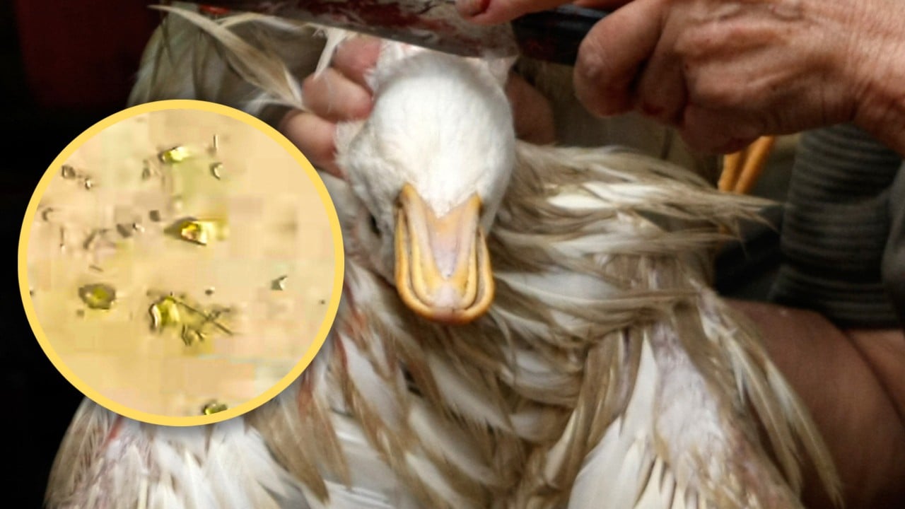 Chinese man discovers gold particles in duck’s stomach, weighing 10 grams, worth US$1,800