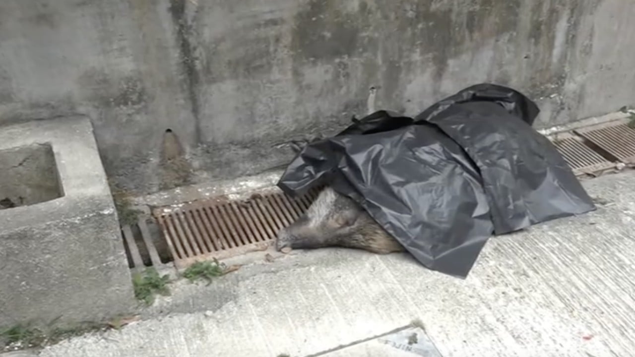 Wild boar bites hiker, tumbles to its death down flight of stairs in village插图 Wild boar bites hiker, tumbles to its death down flight of stairs in village插图