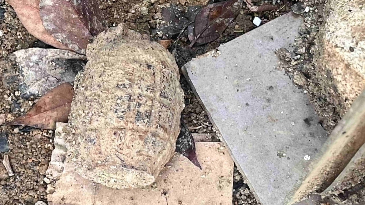 Suspected wartime grenade found in Hong Kong residential area插图 Suspected wartime grenade found in Hong Kong residential area插图