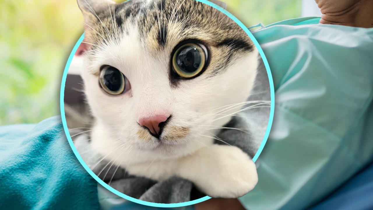 Stop Crying Over That Viral Cat Note: The Dark Math of Abandonment Culture