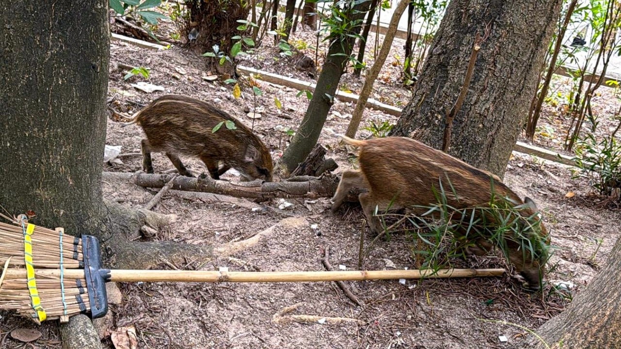 8 wild boars captured in Hong Kong’s Wong Tai Sin neighbourhood