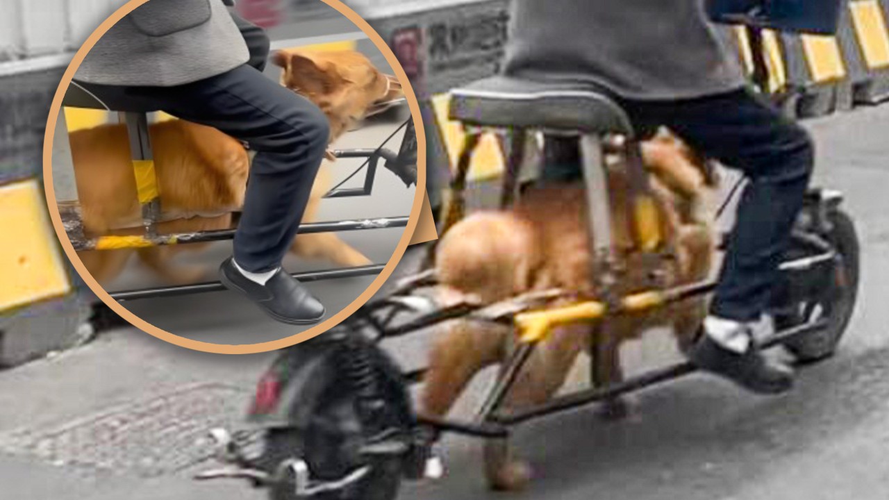 Chinese man modifies electric bike, uses dog as power source, draws animal abuse criticism