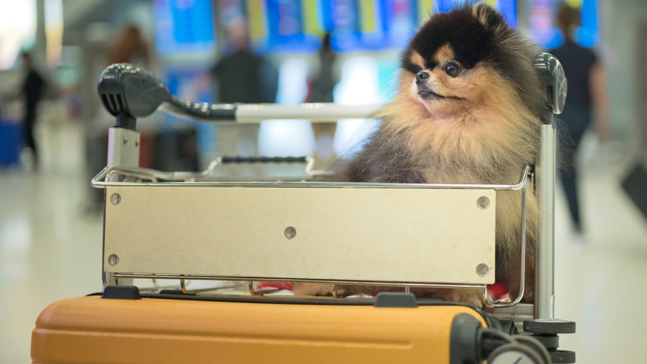 Hongkongers in UAE urge rethink of home city’s 120-day quarantine for cats, dogs