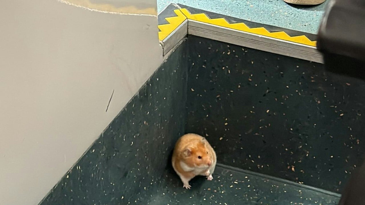 Rodent trip: hamster hitches ride on bus to Sha Tin