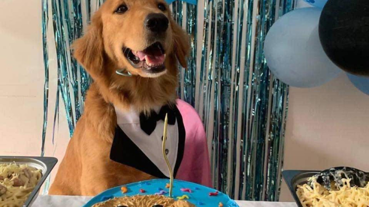 Viral dog killings in pet-loving Philippines spur push for new laws