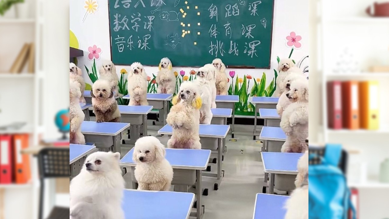 China woman spends US$1,700 to enrol dog in school for personality testing, training, company