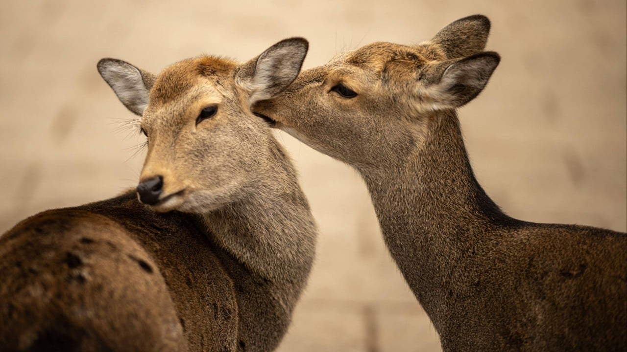 Oh deer: famous hoofed residents of Japan’s Nara wander as far as Osaka