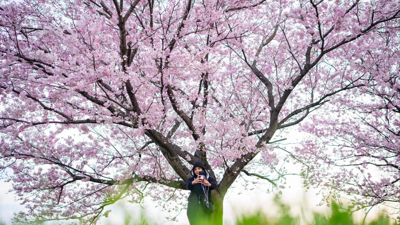 Japan’s cherry blossom parties could wilt as inflation strains wallets
