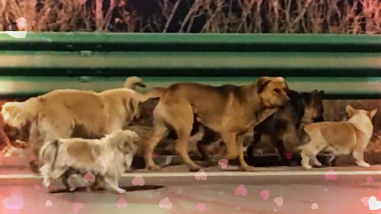 From great escape to great reunion: plot twists of China viral video of 7 dogs’ homecoming