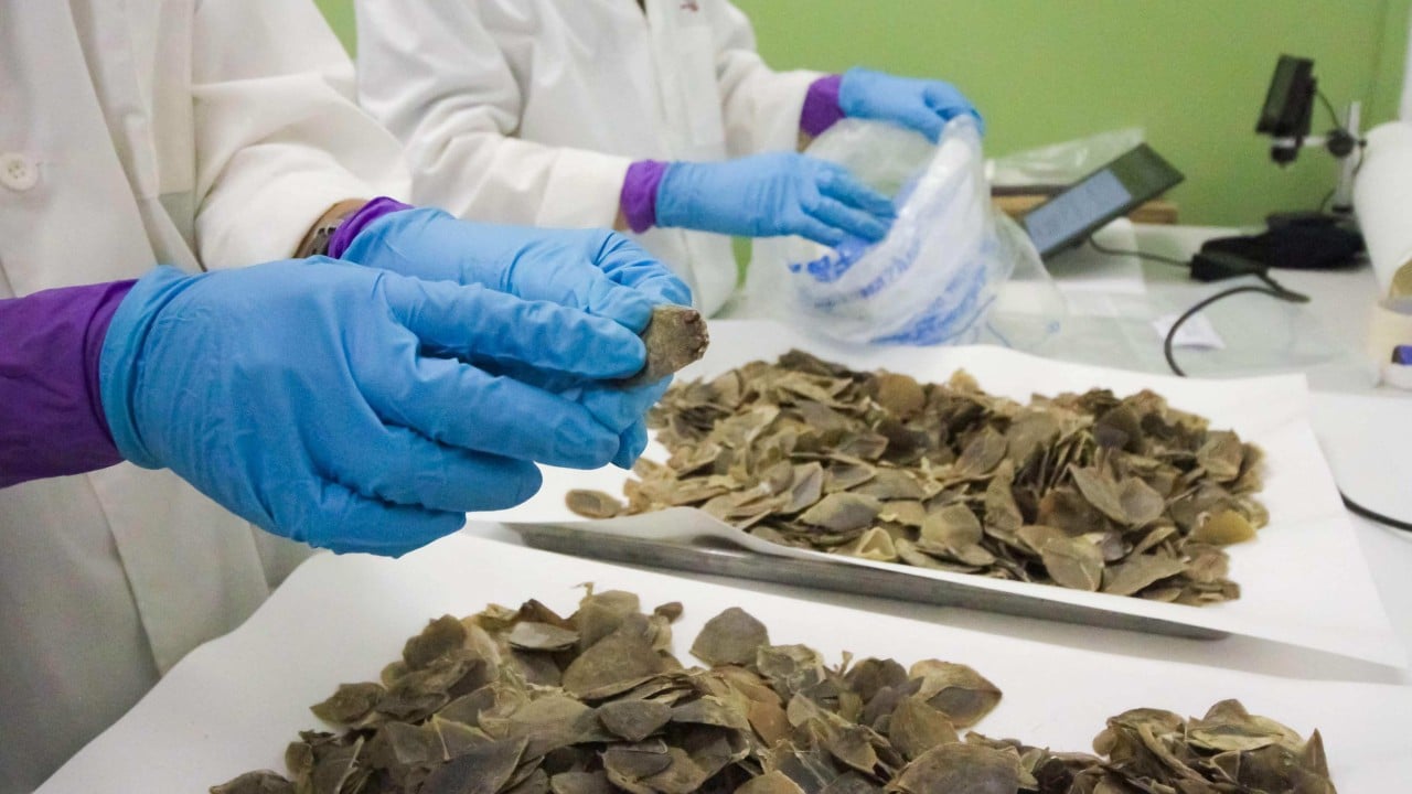 Singapore seizes record Asian pangolin scales disguised as ‘dried fish skin’