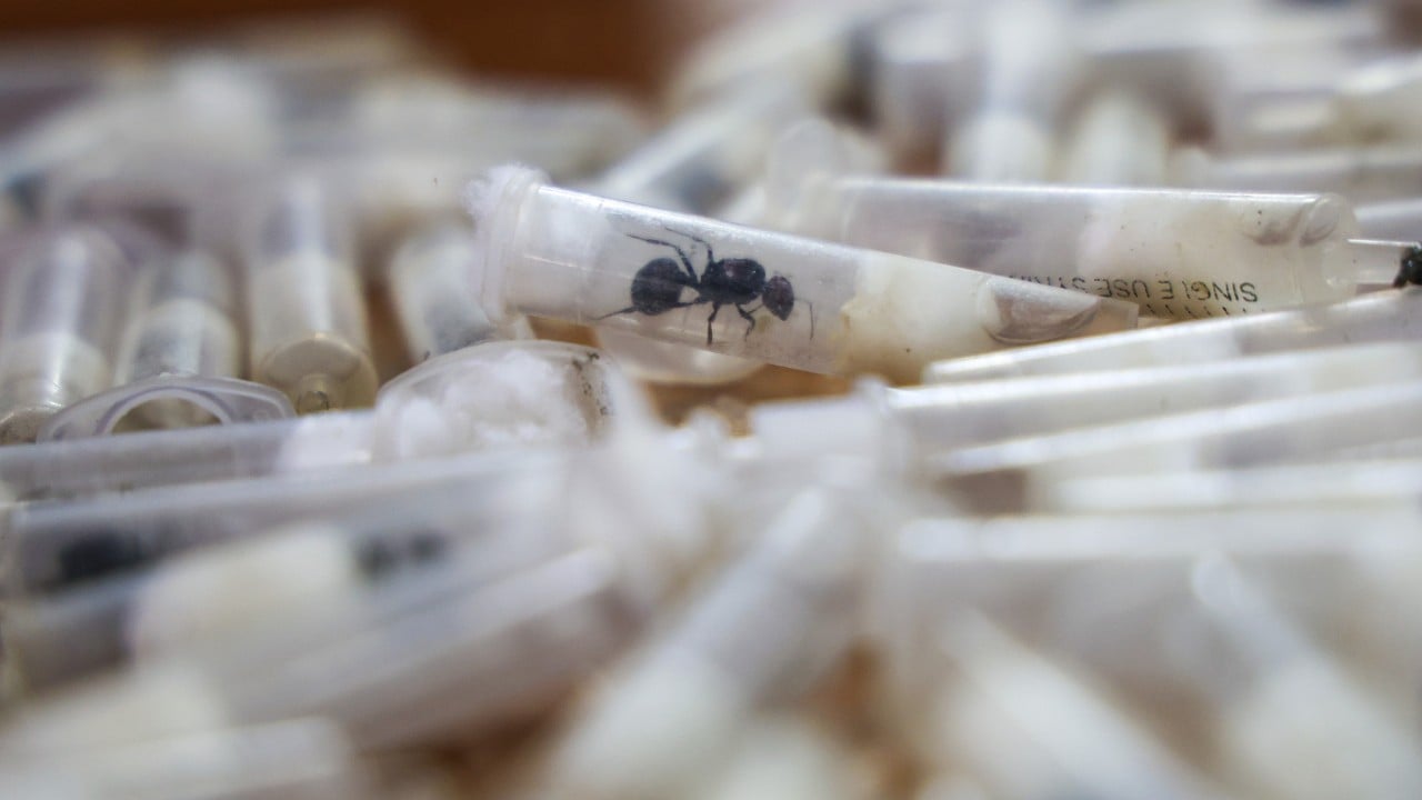 Ant smuggling in China, new airport rules in Hong Kong: 5 weekend reads you missed