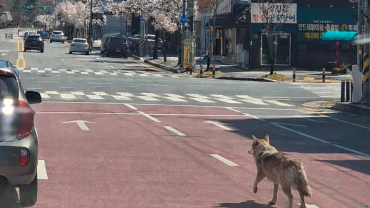South Korean activists howl with rage as escaped wolf faces death