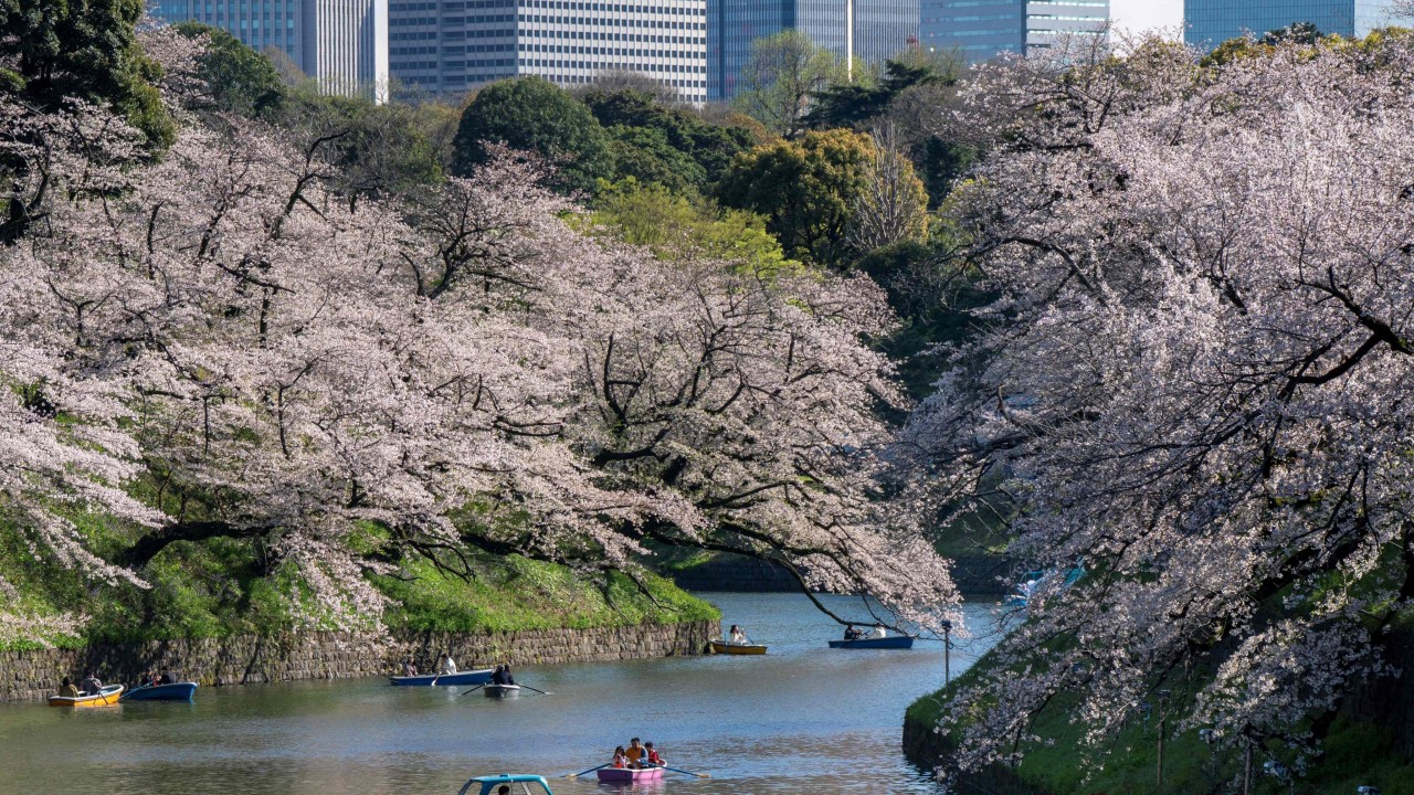 Cultural clashes, ‘unruly crowds’ at Japan’s cherry blossom parties stir overtourism debate