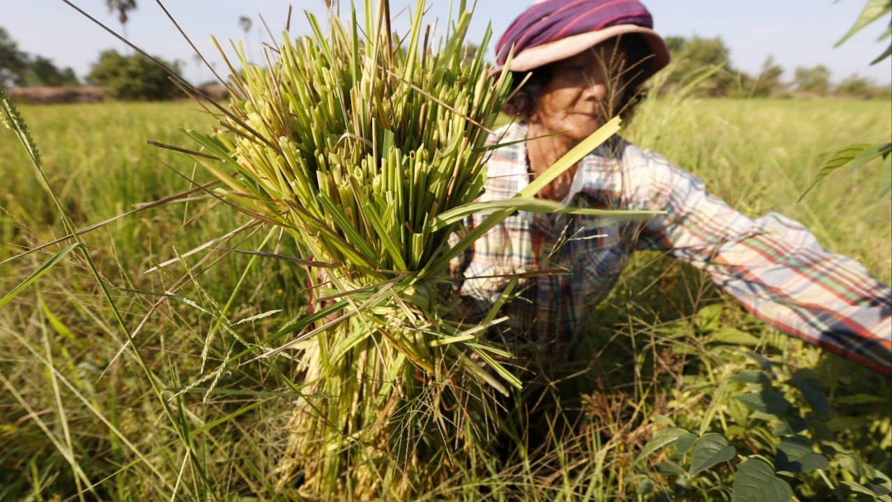 Asia’s ‘panicked farmers’ brace for a looming rice crisis post-Iran war