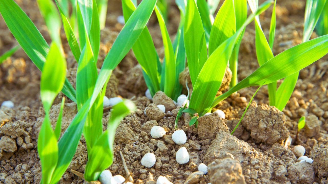 High fertiliser prices mean more soybeans for farmers – and greater reliance on China