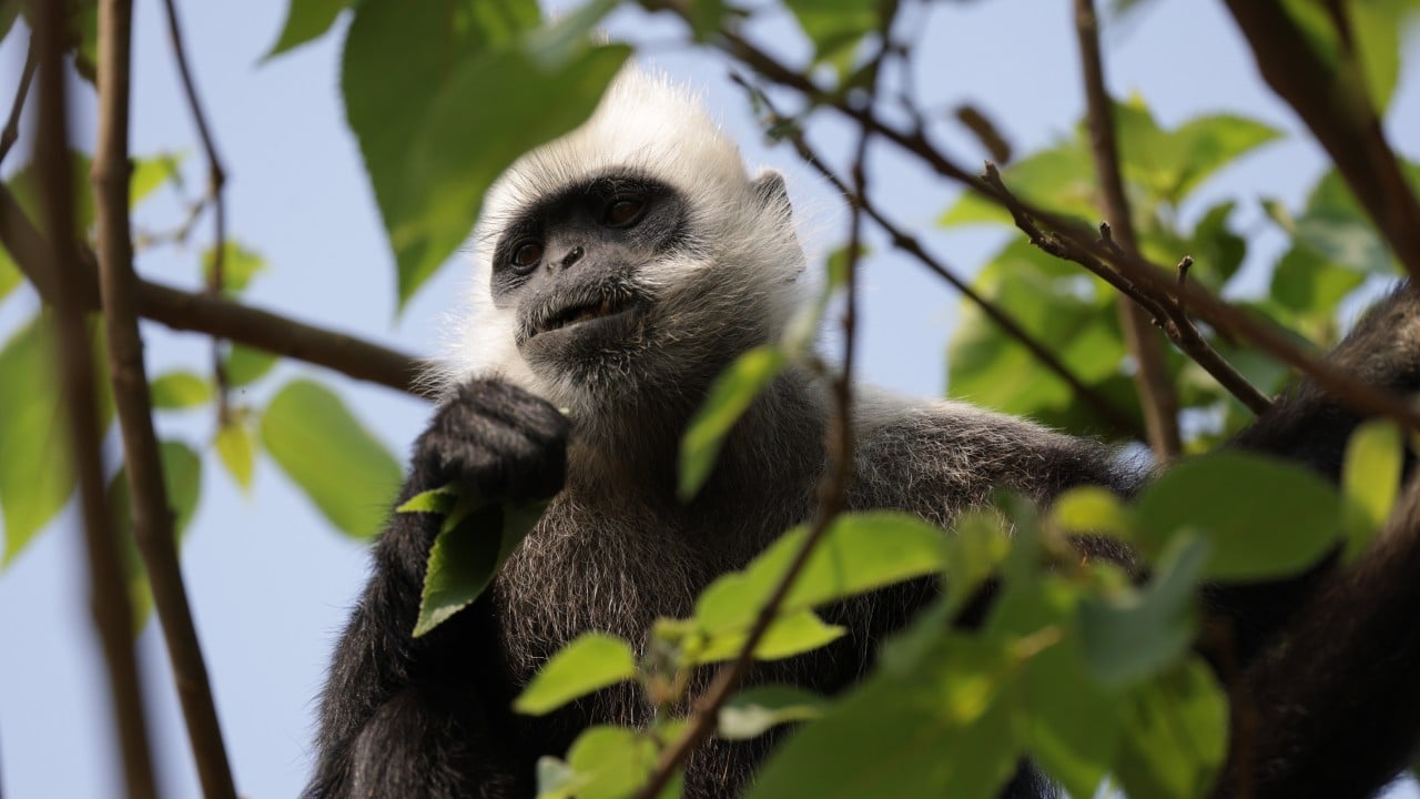 Yapay Zeka Teknolojisi Tehlike Altındaki Türlerin Korunmasına Nasıl Destek Oluyor