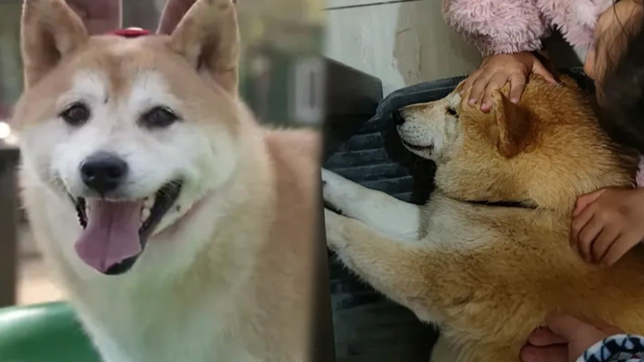 From auction block to loving home: China netizens remember celebrity dog’s heartwarming journey