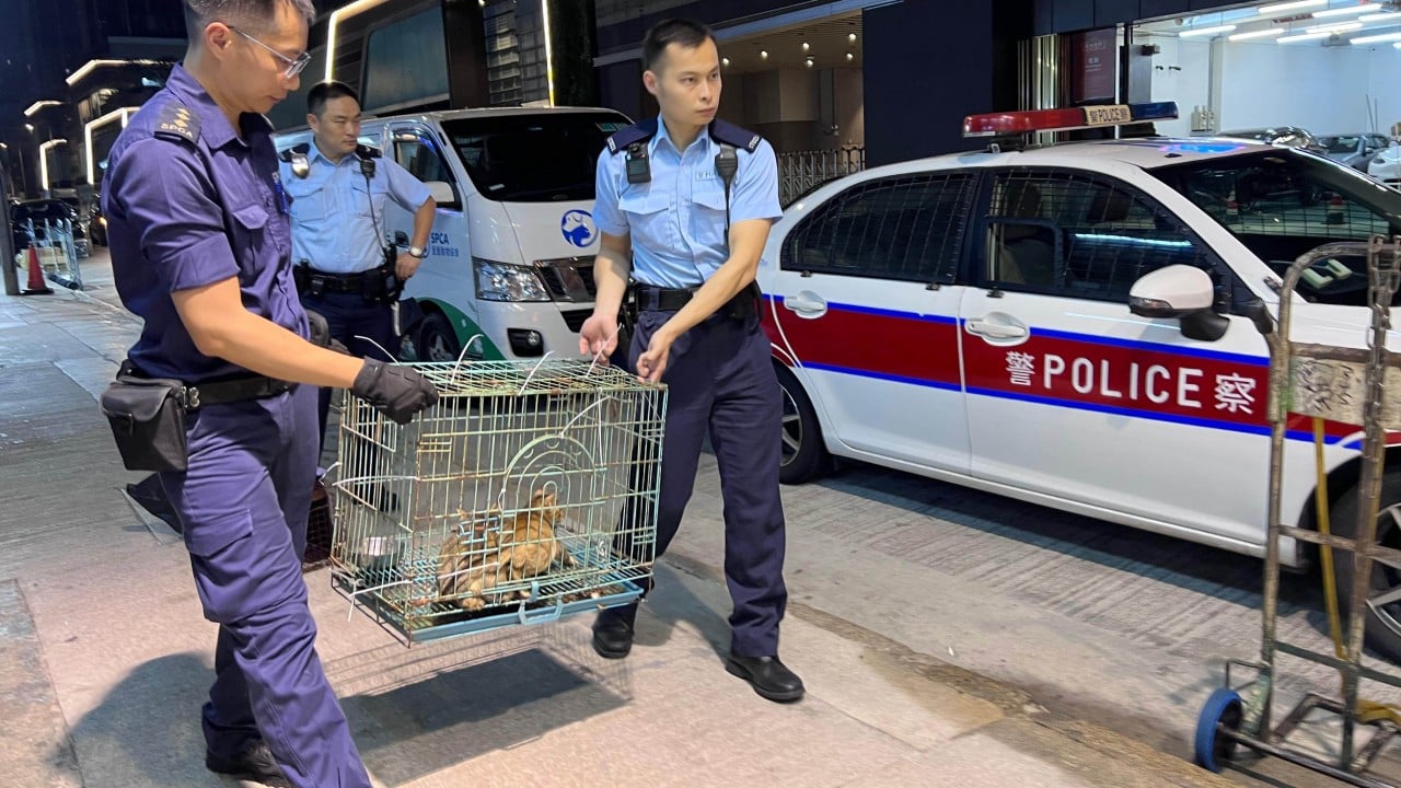 Hong Kong to strengthen police coordination in animal abuse cases