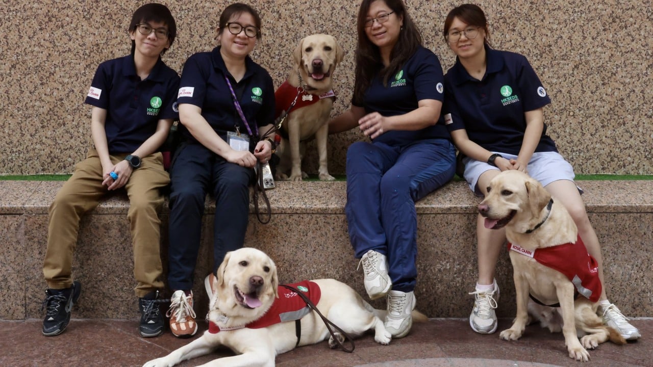 Hong Kong charity breeding Labrador with golden retriever to boost guide dog supply