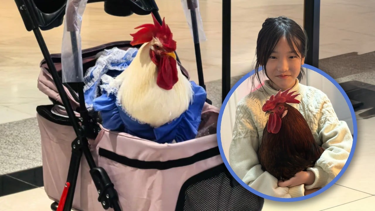 China city dwellers adopt chickens as pets, treating them like babies, walking them in prams