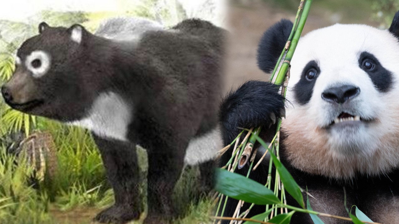 China pandas rise from unknown status to become palace pets, then national symbols, treasures