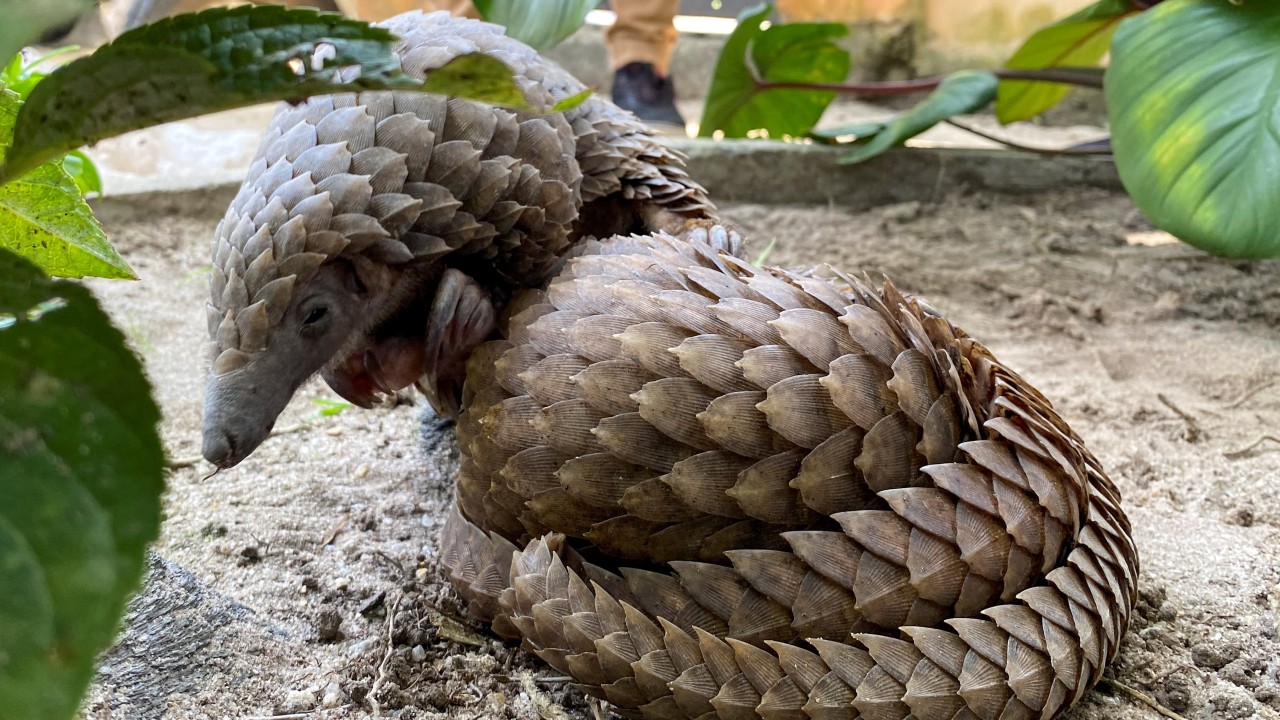 Conservationists hail jailing of Vietnamese pangolin scale smugglers in 900kg haul