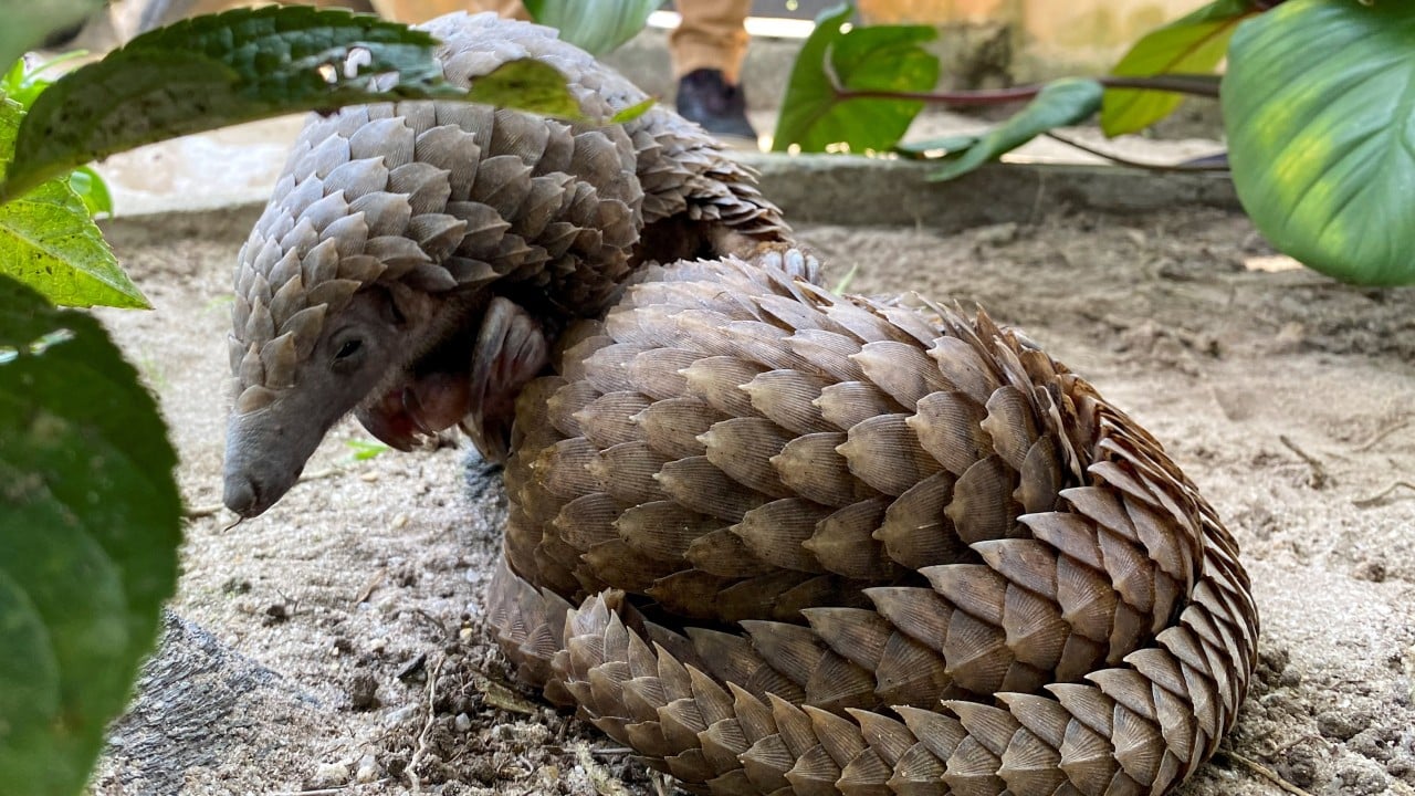 Conservationists hail jailing of Vietnamese pangolin scale smugglers in 900kg haul