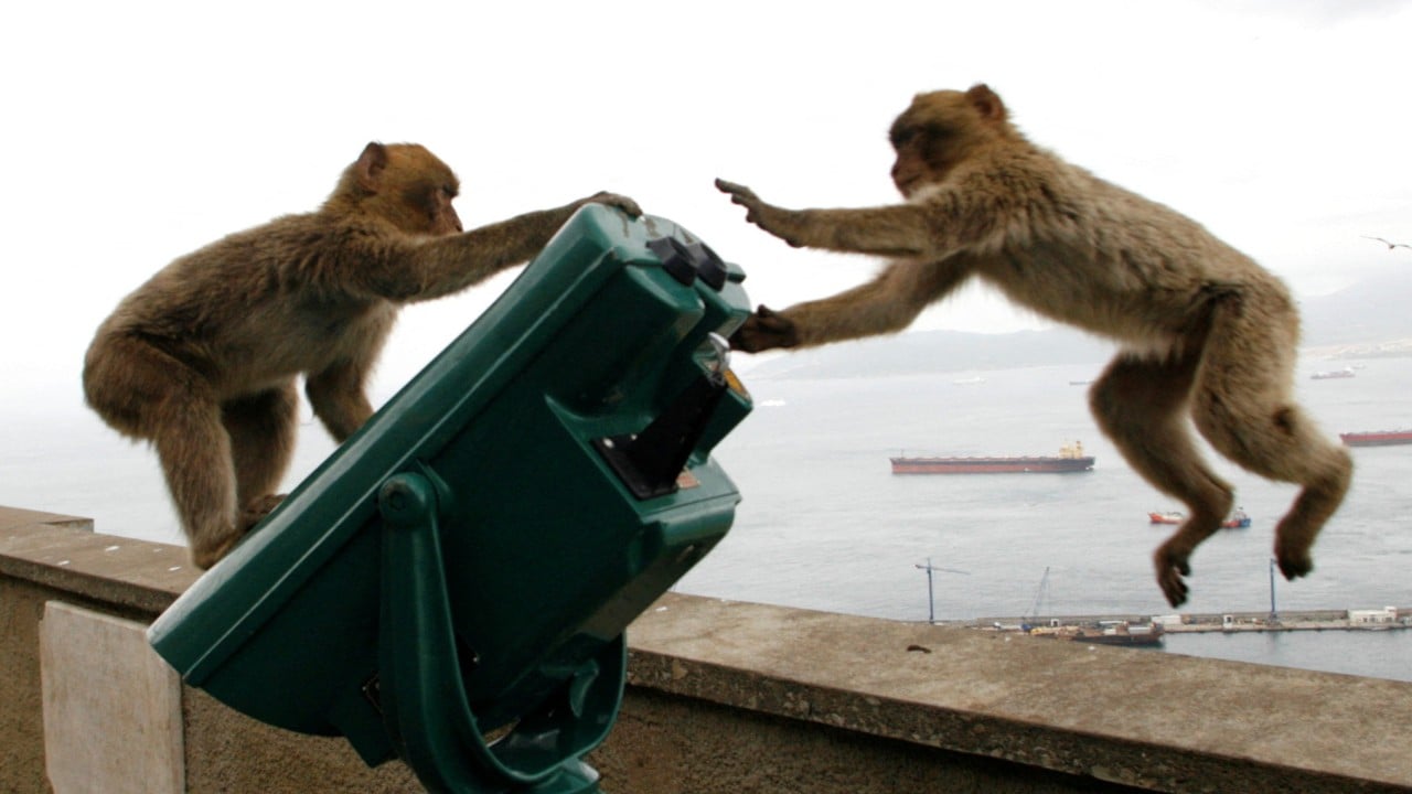 Cebelitarık'ın maymunları, turistlerden gelen abur cuburla başa çıkmak için toprak yiyebilir.