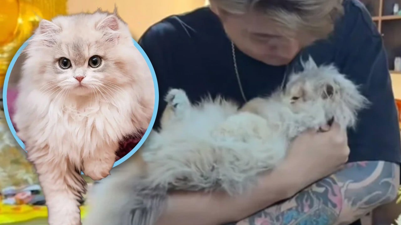 Death of China celebrity cat leads to hospital compensation, benefitting 1,100 stray felines